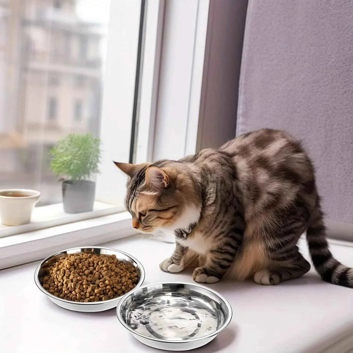 Whisker friendly cat bowl by Zootly – photo 7