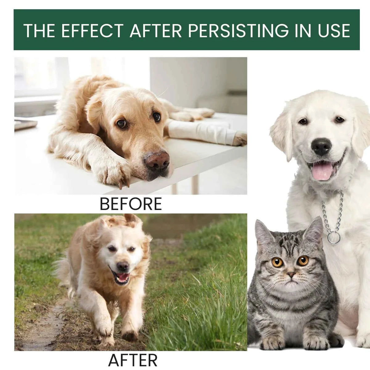Dog joint supplement by Zootly – photo 3
