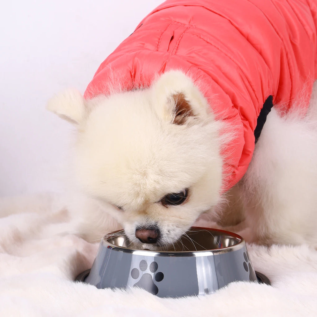 Gamelle en acier inoxydable antidérapante pour chien et chat