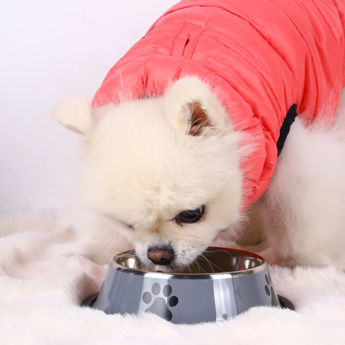 Gamelle en acier inoxydable antidérapante pour chien et chat