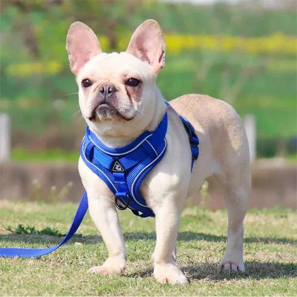 Dog harness and leash set by Zootly – photo 5