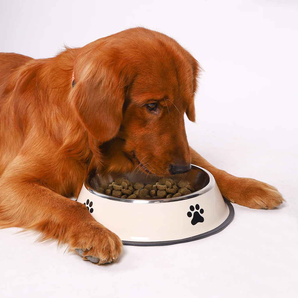 Gamelle en acier inoxydable antidérapante pour chien et chat